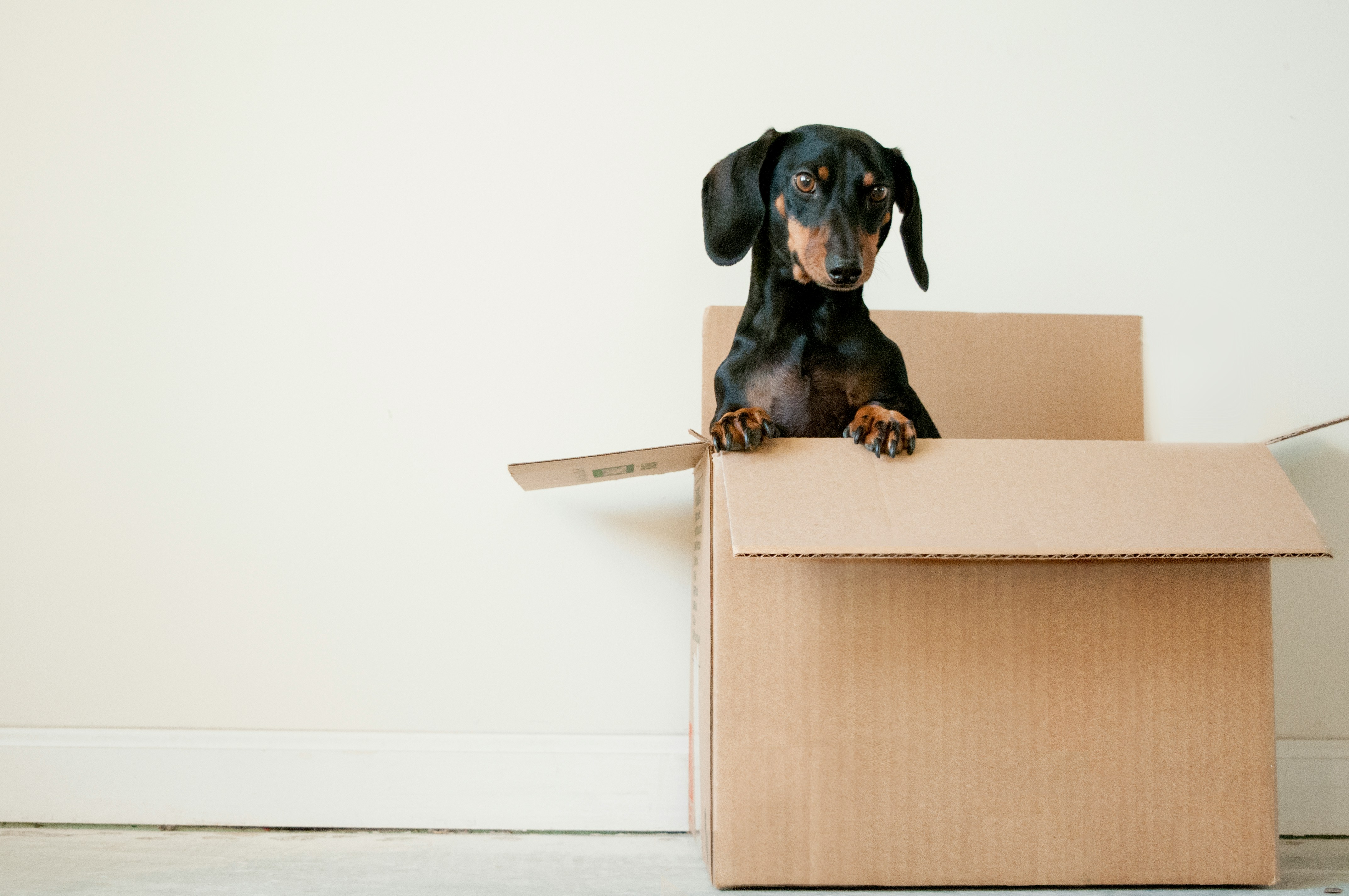 Een zwarte hond, ras teckel, steekt zijn kopje uit boven de rand van een bruine kartonnen doos.Achter de afbeelding zit een link naar een een pdf met een verhuischecklist.